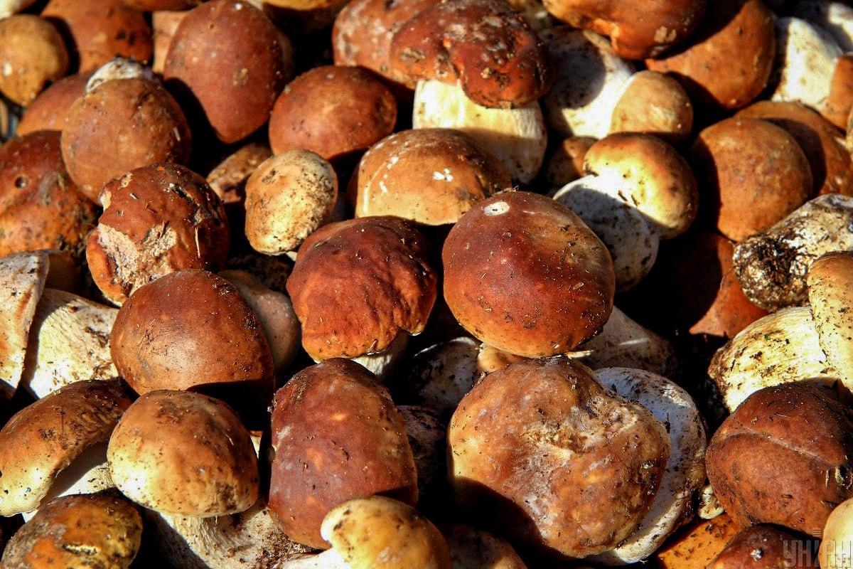 Trovare una pietra tra i funghi in tempo / collage Moje