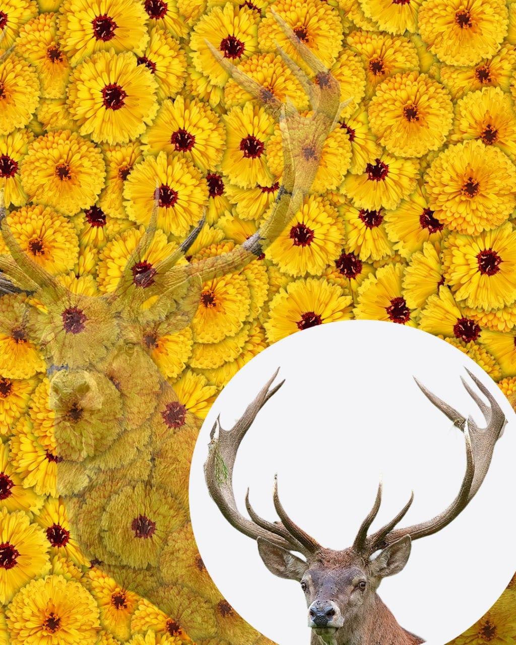 Solo 1 persona su 10 riuscirà a trovare il cervo nella foto in 7 secondi: un'illusione ottica molto complessa