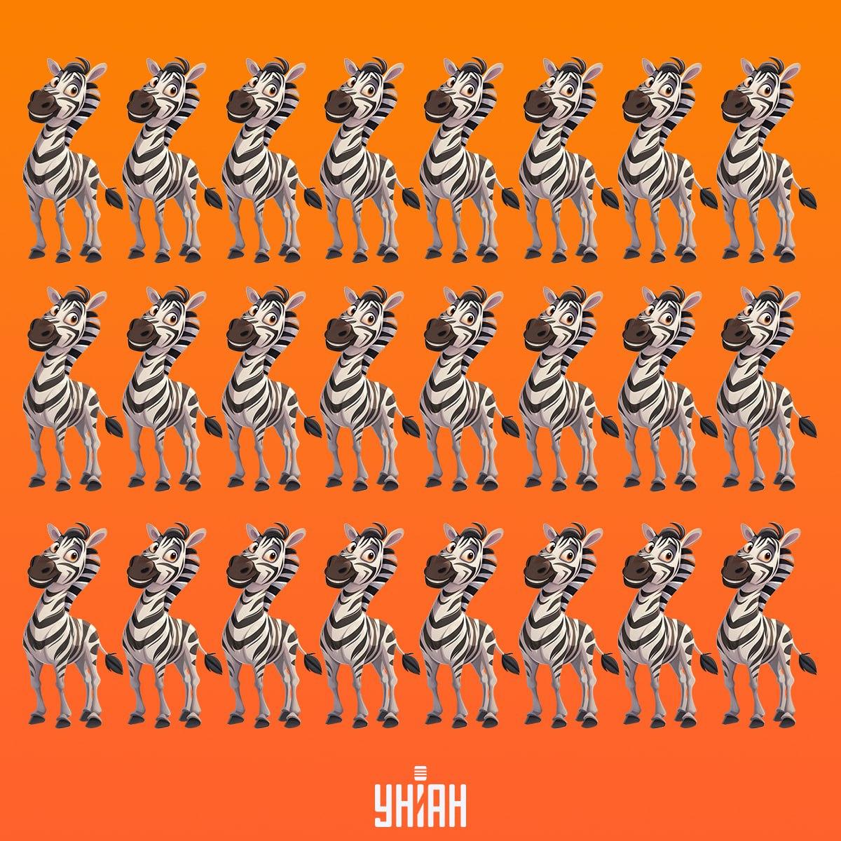 È tempo di trovare una zebra che non sia come le altre / collage Moje