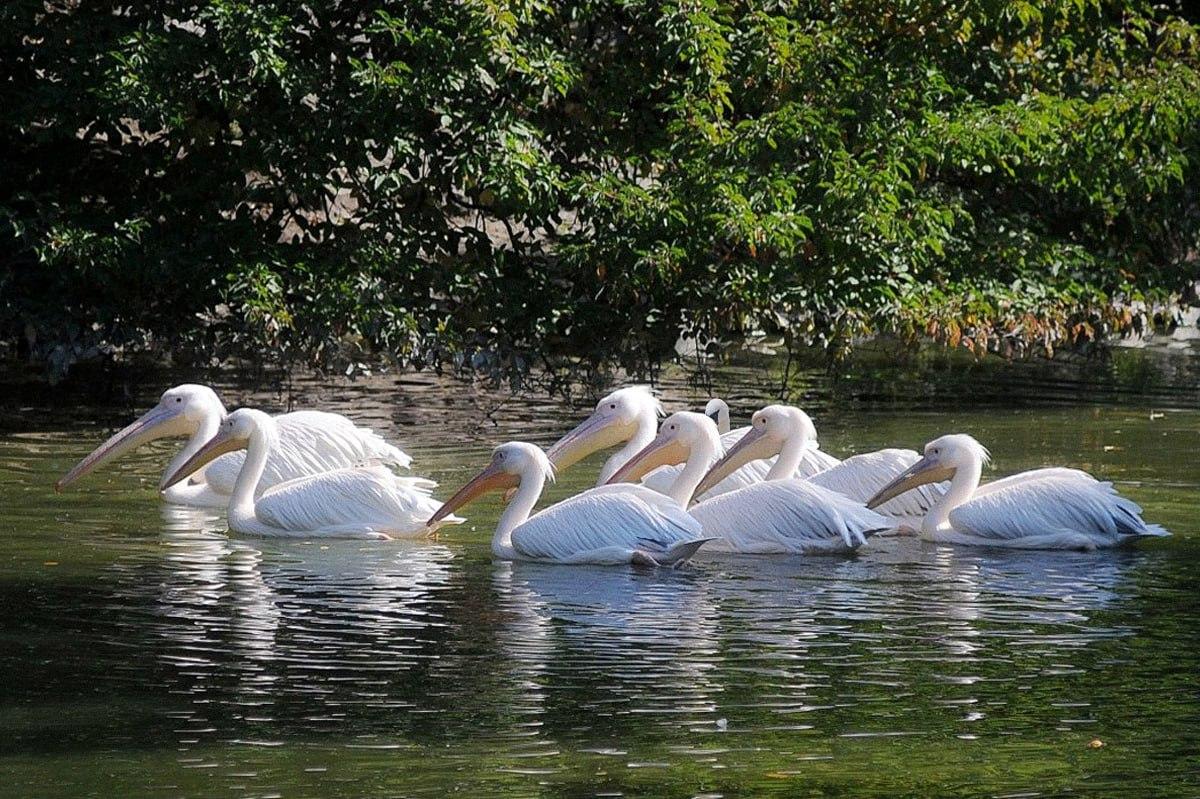 Ci vogliono meno di 10 secondi per trovare un uccello diverso dagli altri / Collage Moje