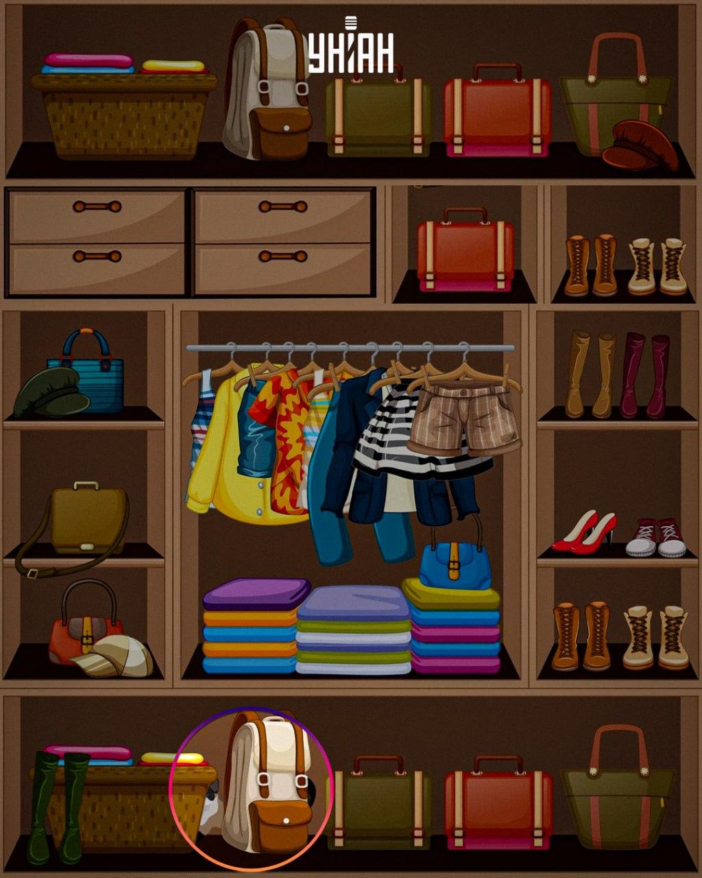 L'animale astuto è stato collocato nella parte inferiore dell'immagine / collage Moje