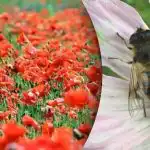 L'illusione ottica più difficile: bisogna trovare un'ape tra i papaveri L'illusione ottica più difficile: bisogna trovare un'ape tra i papaveri