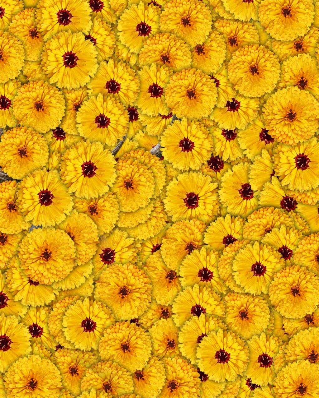 Solo 1 persona su 10 riesce a trovare un cervo in una foto in 7 secondi: un'illusione ottica molto complessa