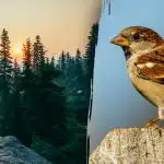 Solo le persone con la "vista del falco" possono trovare