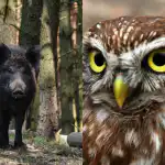 Solo le persone con un QI elevato troveranno il gufo