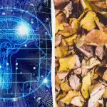 Test del QI con trucco rapido: trovare tre tartarughe tra