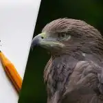 Trova l'aquila in 8 secondi: un'ingegnosa illusione ottica per il