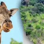 Trova tutti gli animali nell'immagine in 10 secondi: un rompicapo