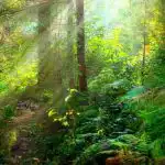 Un rompicapo per chi ha una vista eccellente: bisogna trovare